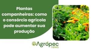 Plantas companheiras: como o consórcio agrícola pode aumentar sua produção