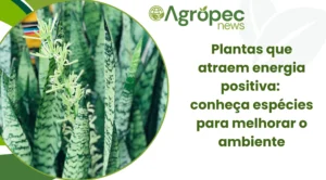 Plantas que atraem energia positiva: conheça espécies para melhorar o ambiente