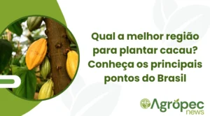 Qual a melhor região para plantar cacau? Conheça os principais pontos do Brasil