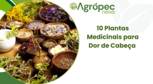 10 Plantas Medicinais para Dor de Cabeça: Soluções Naturais e Eficazes