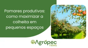 Pomares produtivos: como maximizar a colheita em pequenos espaços