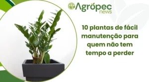 10 Plantas de Fácil Manutenção para Quem Não Tem Tempo a Perder