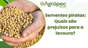Sementes piratas: Quais são os prejuízos para a lavoura?
