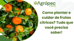 Como plantar e cuidar de frutas cítricas? Tudo que você precisa saber!