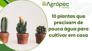 10 Plantas que Precisam de Pouca Água para Cultivar em Casa