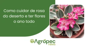 Como cuidar de Rosa do Deserto e ter flores o ano todo
