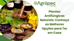 Plantas antifúngicas naturais: conheça as melhores opções para ter em casa