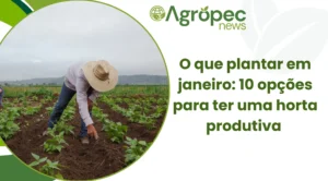 O que plantar em janeiro: 10 opções para ter uma horta produtiva