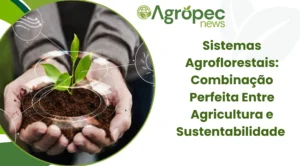 Sistemas Agroflorestais: Combinação Perfeita Entre Agricultura e Sustentabilidade