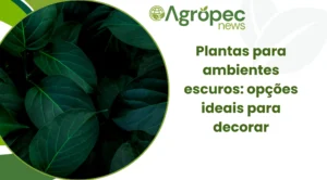 Plantas para ambientes escuros: opções ideais para decorar
