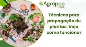 Técnicas para propagação de plantas: Veja como funciona