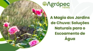 A Magia dos Jardins de Chuva: Soluções Naturais para o Escoamento de Água