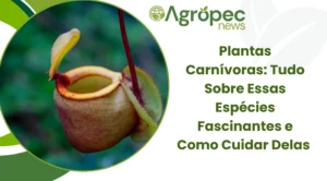 Plantas Carnívoras: Tudo Sobre Essas Espécies Fascinantes e Como Cuidar Delas