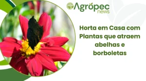 Horta em Casa com Plantas que Atraem Abelhas e Borboletas.