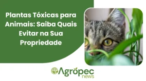 Plantas tóxicas para animais: Saiba quais evitar na sua casa