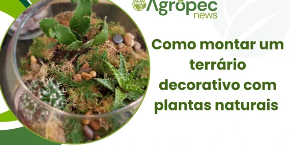 Como montar um terrário decorativo com plantas naturais