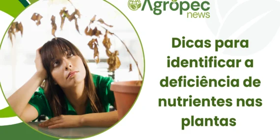 Dicas para identificar a deficiência de nutrientes nas plantas