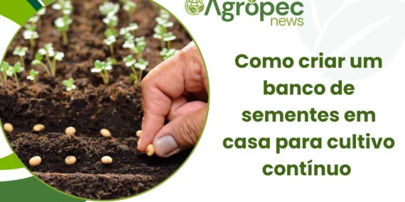 Como criar um banco de sementes em casa para cultivo contínuo