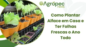 Como Plantar Alface em Casa e Ter Folhas Frescas o Ano Todo