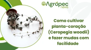 Como cultivar planta-coração (Ceropegia woodii) e fazer mudas com facilidade