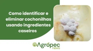 Como Identificar e Eliminar Cochonilhas Usando Ingredientes Caseiros