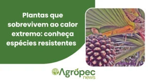Plantas que sobrevivem ao calor extremo: conheça espécies resistentes