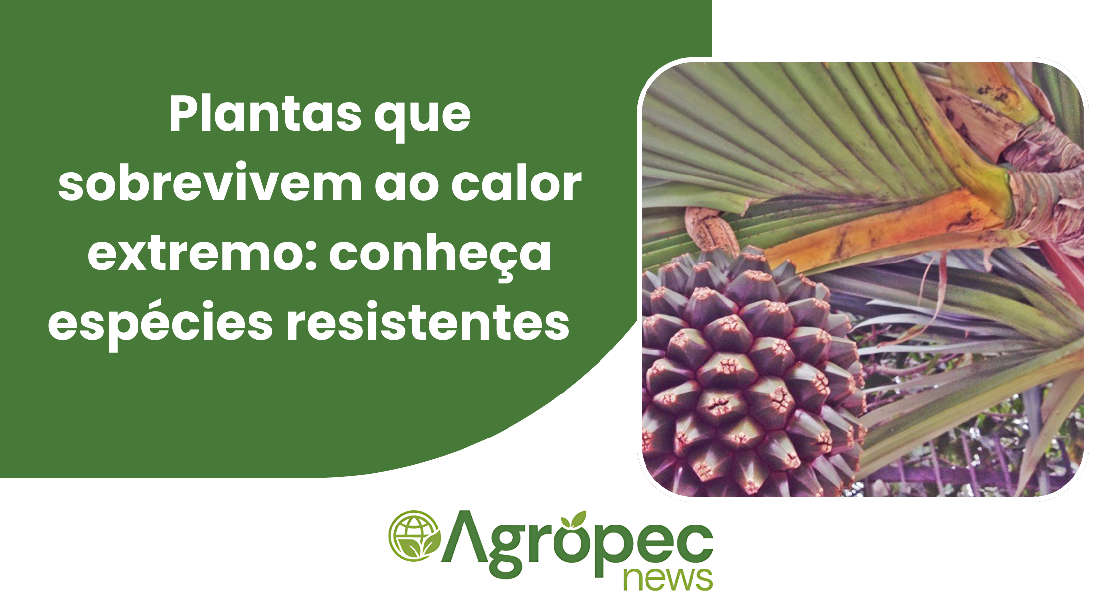 plantas que sobrevivem ao calor extremo