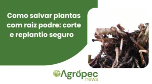 Como salvar plantas com raiz podre: corte e replantio seguro