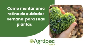 Como montar uma rotina de cuidados semanal para suas plantas