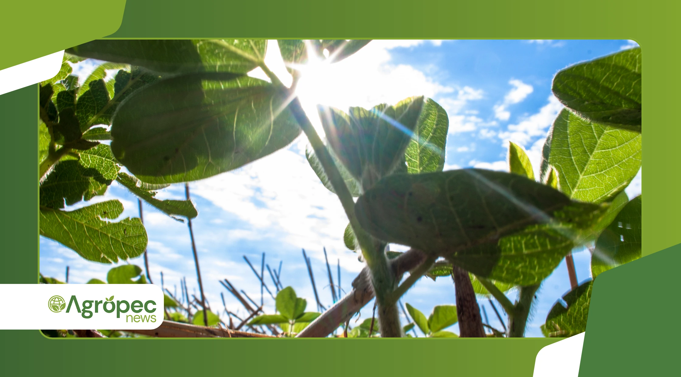 diferença entre plantas de sombra, meia-sombra e sol pleno