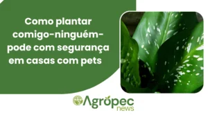 Como Plantar Comigo-Ninguém-Pode com Segurança em Casas com Pets