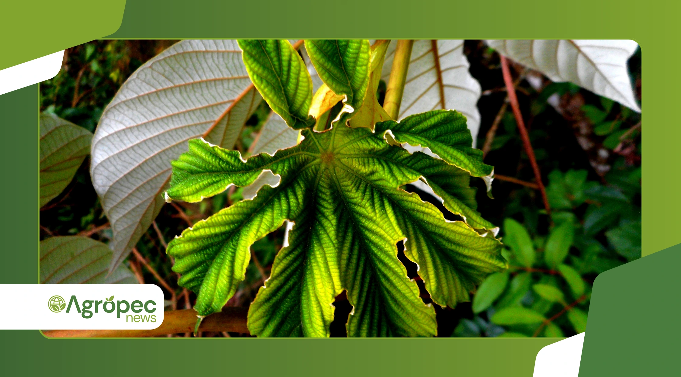 Identificar excesso de sol em plantas de sombra