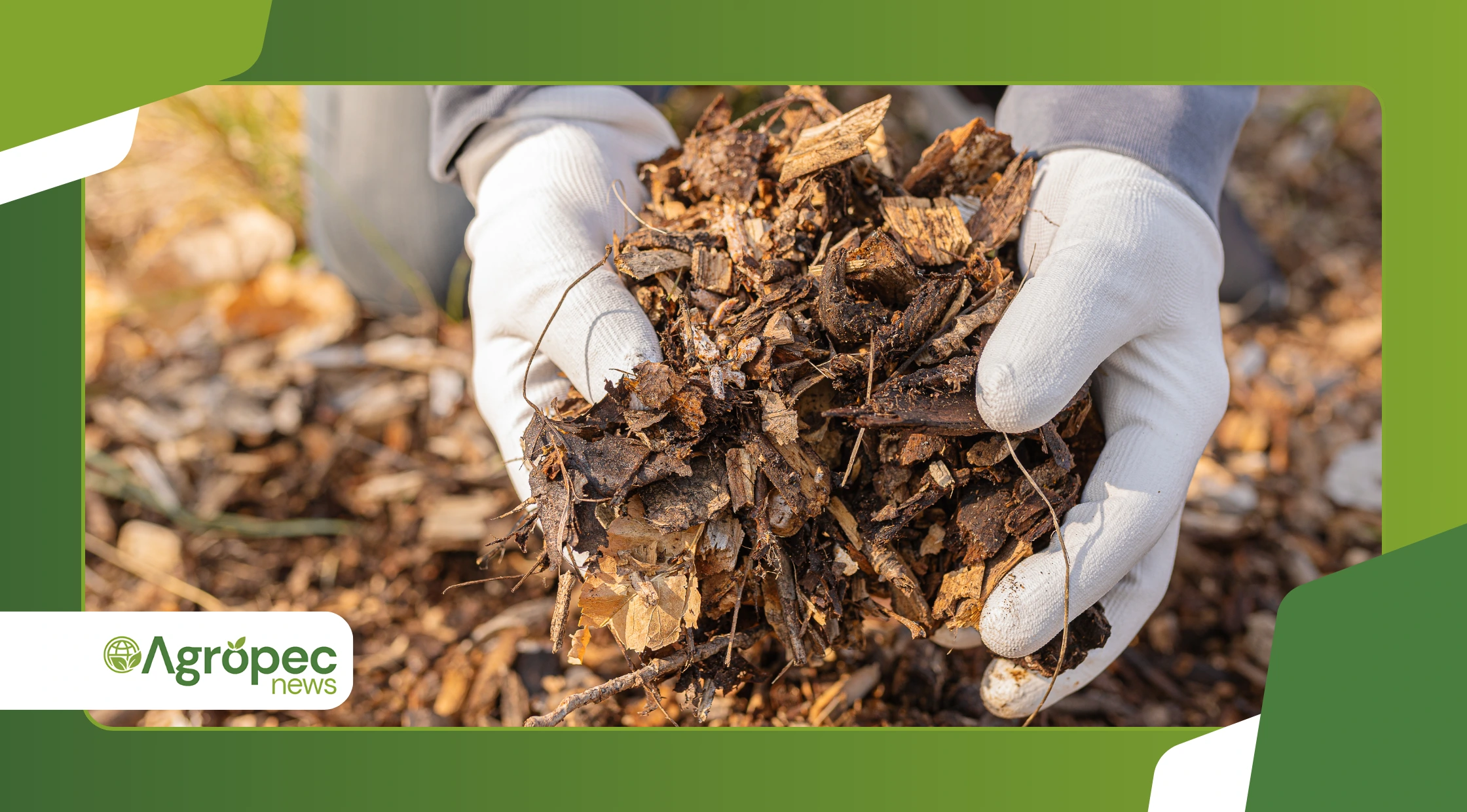 Produção orgânica com resíduos da cozinha