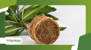Como identificar quando sua planta precisa ser trocada de vaso
