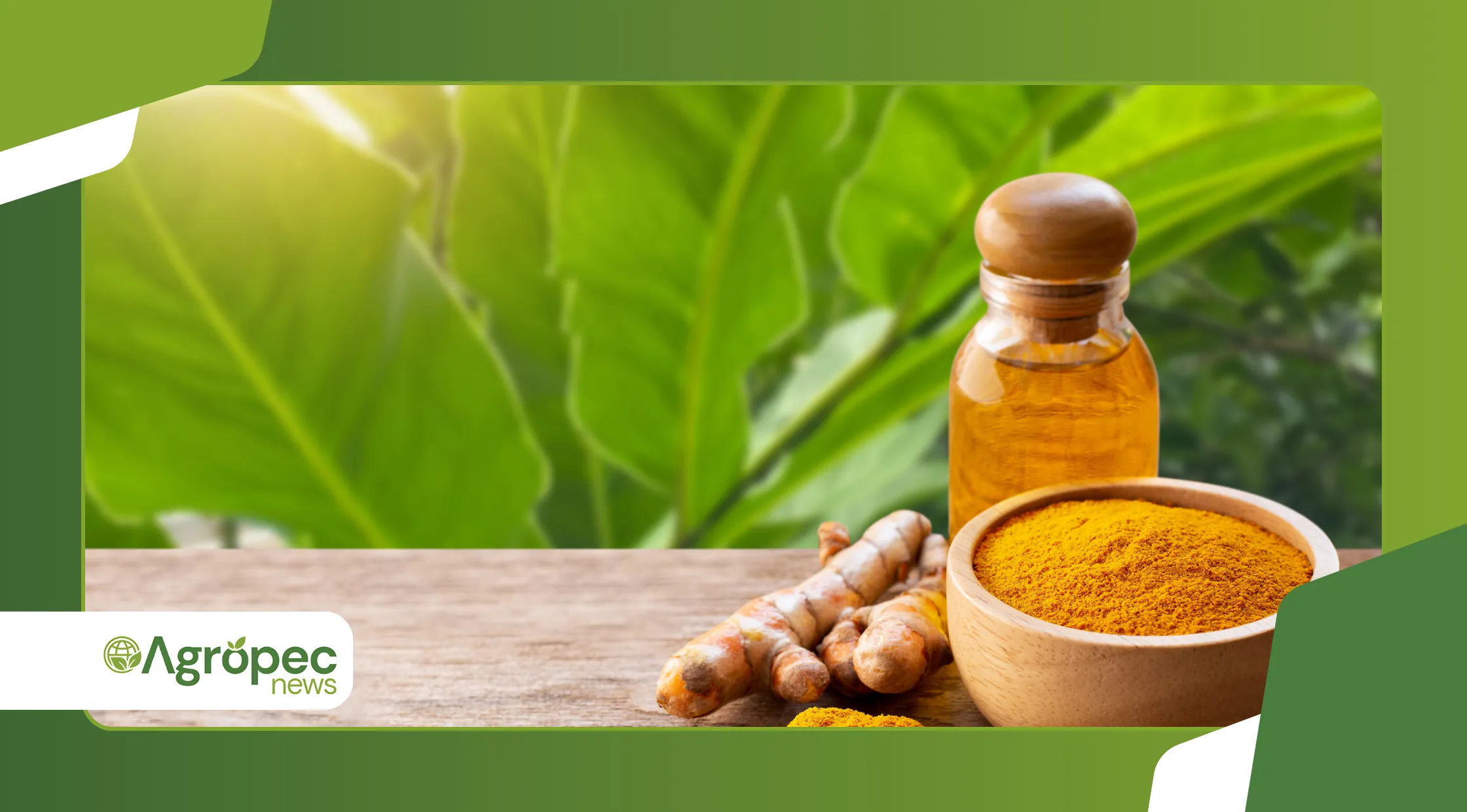 Como plantar cúrcuma