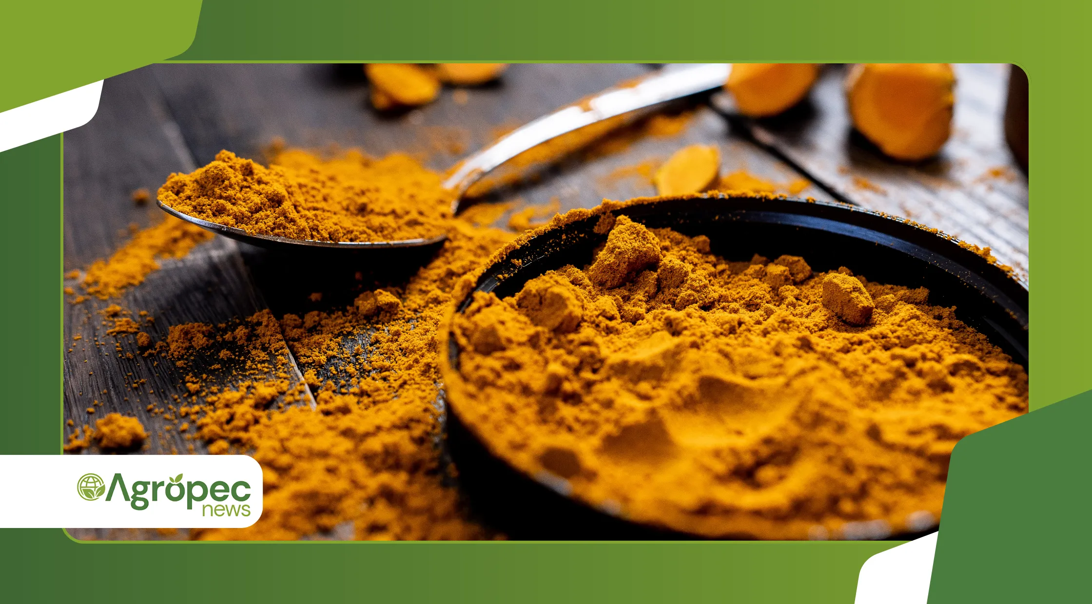 Como plantar cúrcuma