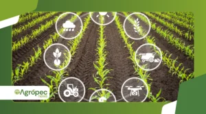 Superando desafios do custo de produção na agricultura orgânica: estratégias para reduzir