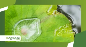 Uso de plantas repelentes no cultivo orgânico: quais funcionam de verdade?