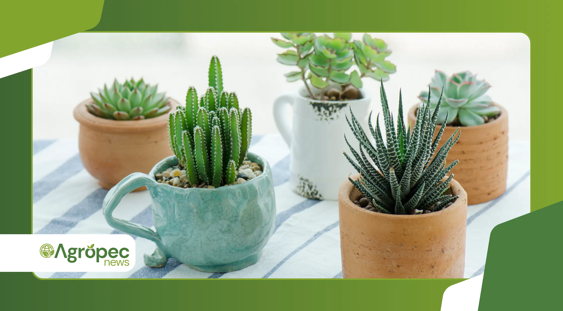 diferença entre suculenta e cacto