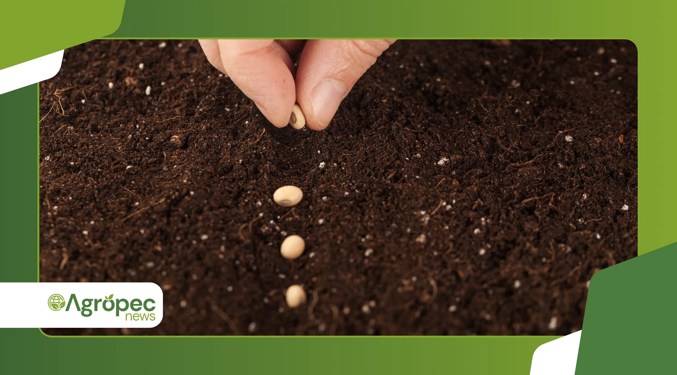 sementes ideais para cada tipo de clima e solo