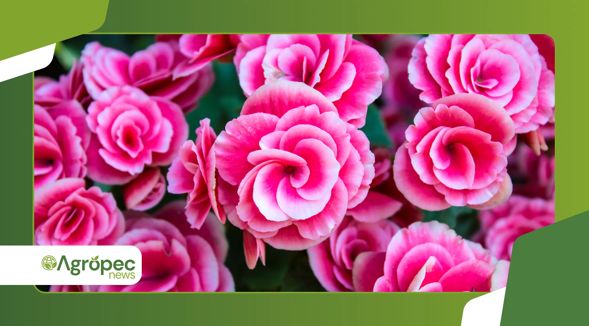  estimular a floração da begônia 