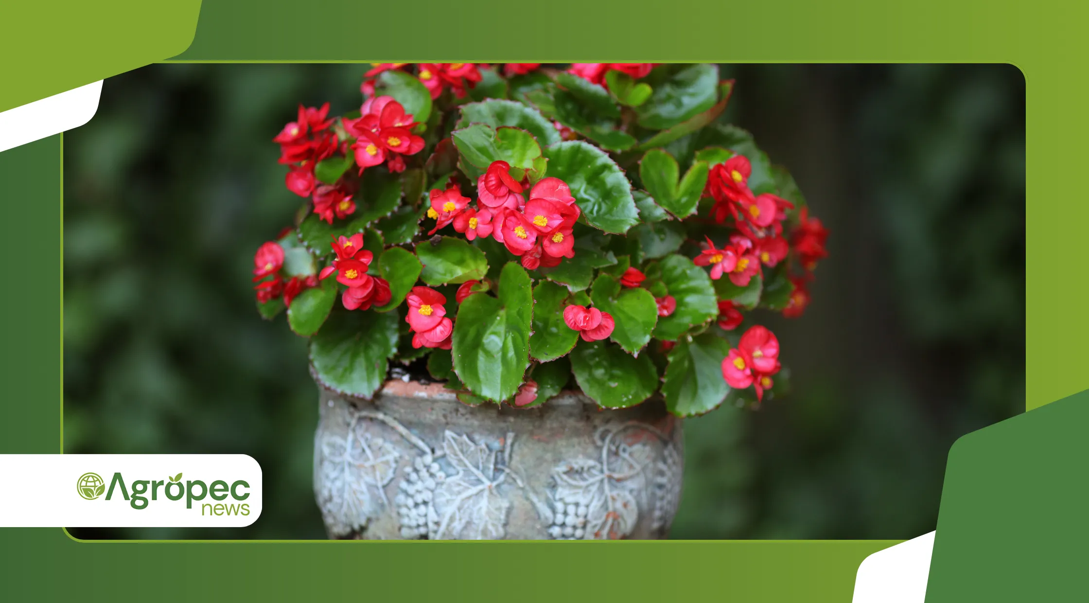  estimular a floração da begônia 