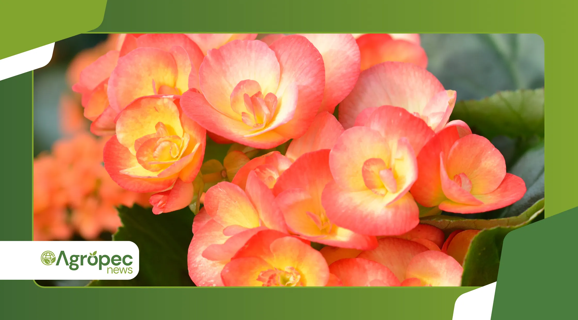  estimular a floração da begônia 