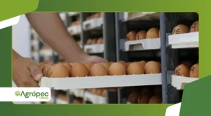 Desafios logísticos na distribuição de produtos orgânicos