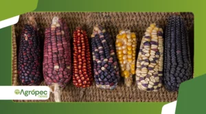 Uso de sementes crioulas na agricultura orgânica