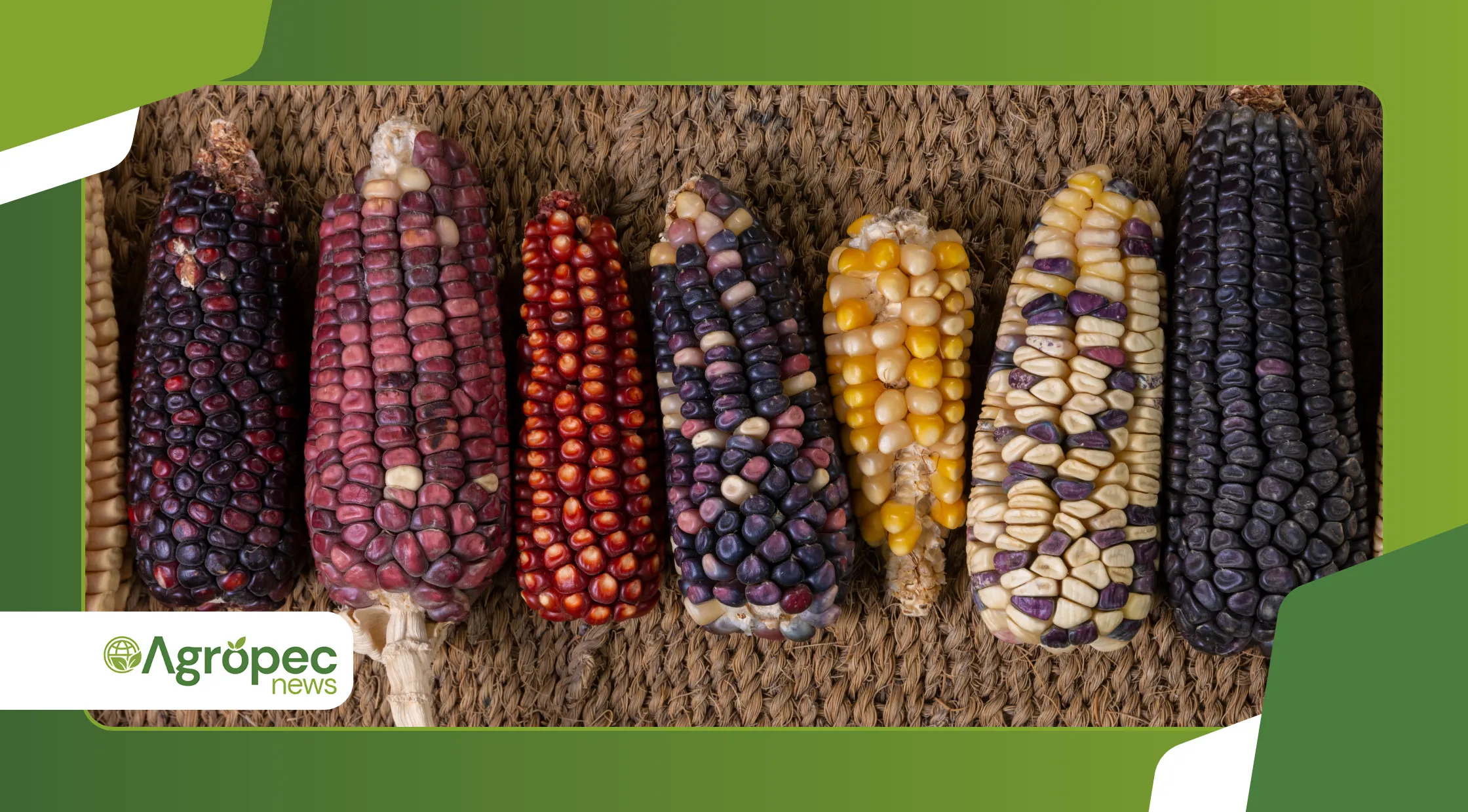 sementes crioulas na agricultura orgânica