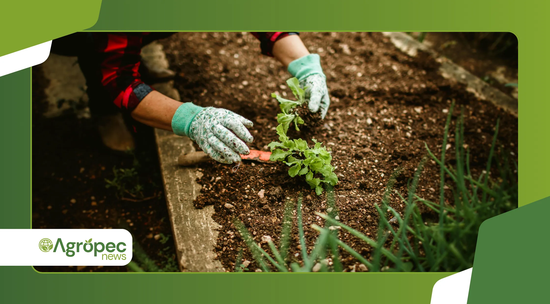 Rotação de culturas em horta caseira