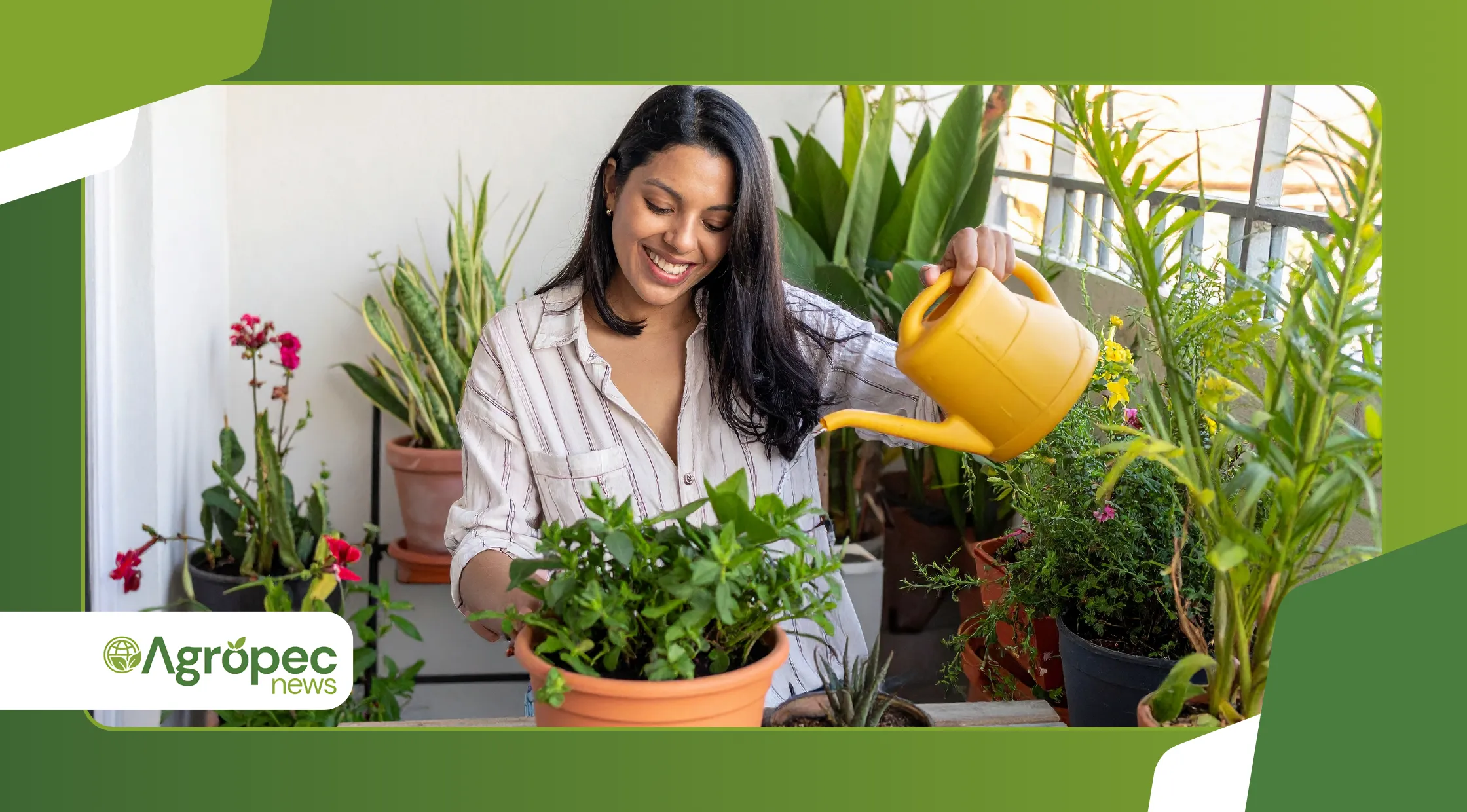 Rotação de culturas em horta caseira