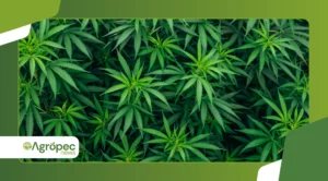 Como identificar e controlar plantas invasoras