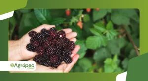 10 plantas frutíferas anãs para cultivar em vaso ou varanda
